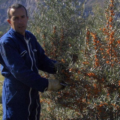 Emmanuel, producer of Sea buckthorn in the Alpes de Haute Provence